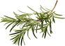 food-image-rosemary-opt.png